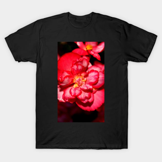 Red & White Variagated Begonia Flower T-Shirt by Carole-Anne